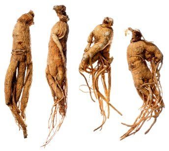 Купить корень Мандрагора (Mandragora Officinarum - Mandrake)