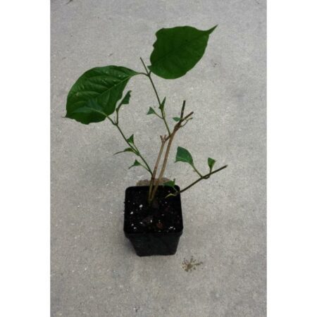 Купить черенок Banisteriopsis Muricata (Red Caapi / Yage)