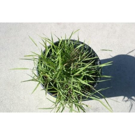 Купить черенок Heirochloe Odorata (Sweet Grass Plant)