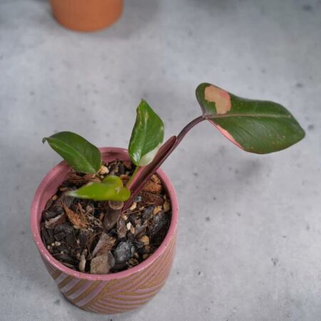 Купить Черенок живое растение Khat (Catha edulis)