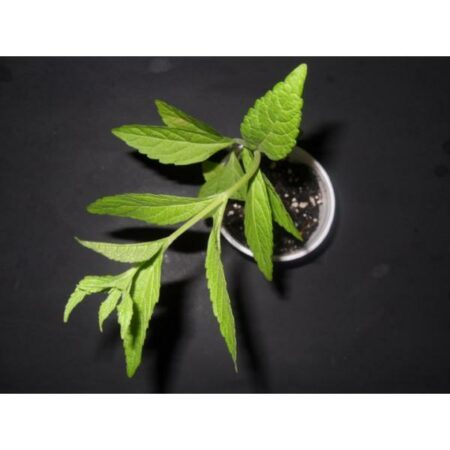 Купить черенок Leonotis Leonurus (Wild Dagga Lion’s Tail)