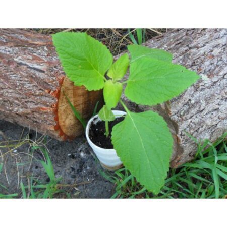 Купить черенок Leonotis Nepetifolia (Klip Dagga / Lion’s Ear)