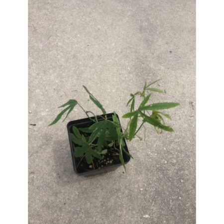 Купить черенок Passiflora Caerulea (Blue Passion Flower)