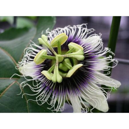 Купить черенок Passiflora Edulis (Passion Fruit)