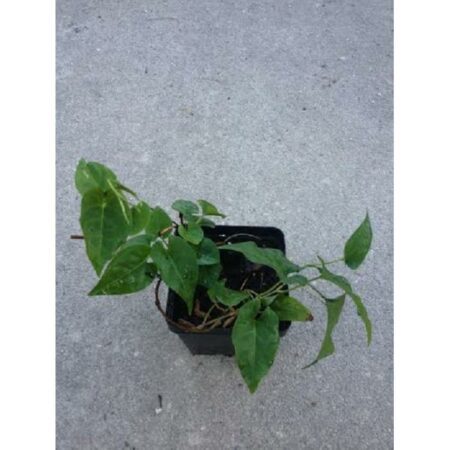 Купить черенок Polygonum Multiflorum (FO TI)