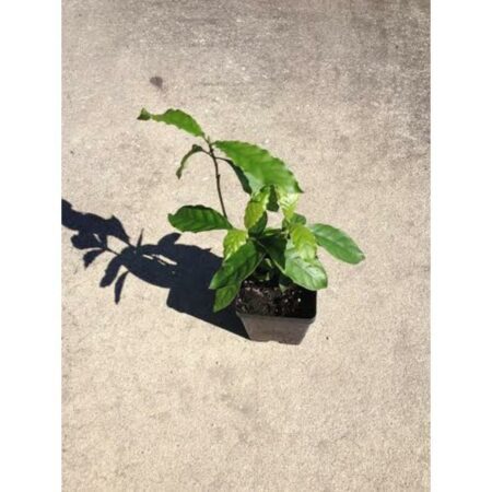 Купить черенок Pyschotria Alba (False Chacruna)