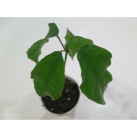 Купить черенок Theobroma Cacao “Criollo”