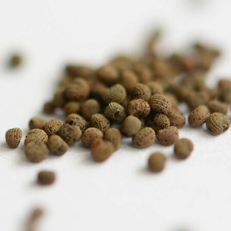 Купить семена Силена Капенсис, Silene Capensis ( Silene undulata, Корень сновидений)