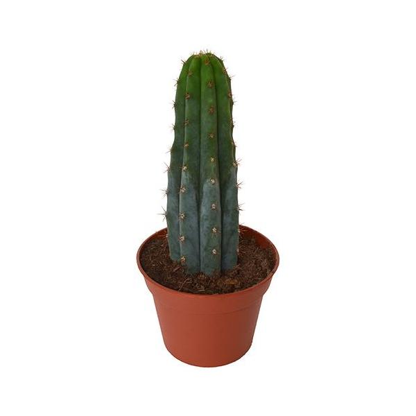 Купить Живой кактус Peruvian Torch (Кактус Перувиан Торч, Trichocereus peruvianus)