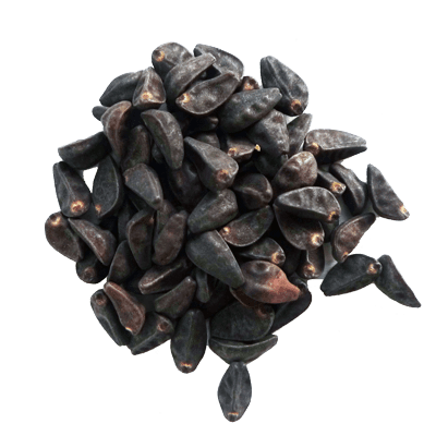 Купить Семена Ipomoea violacea (Ипомея Утреннее сияние)