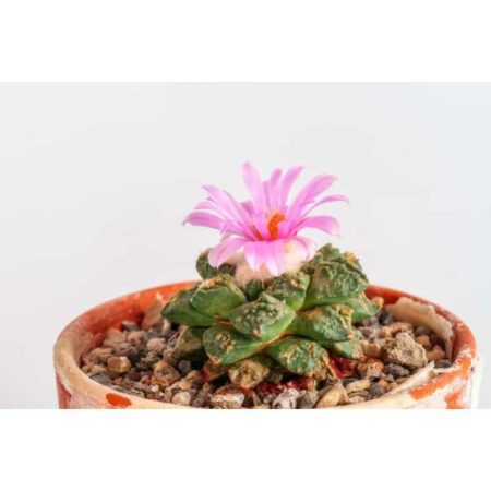 Купить Семена Ariocarpus lloydii 2.0