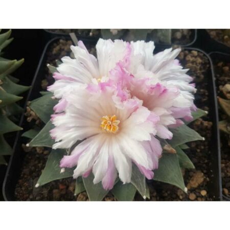 Купить Семена Ariocarpus retusus var. furfuraceus