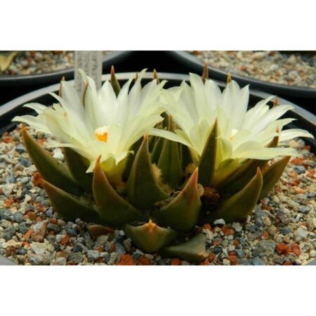 Купить Семена Ariocarpus trigonus elongatus