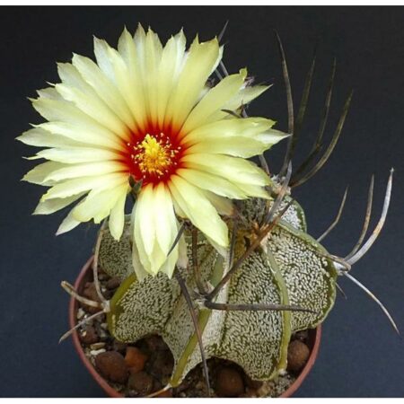 Купить Семена Astrophytum capricorne