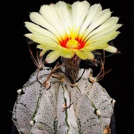 Купить Семена Astrophytum capricorne v. major
