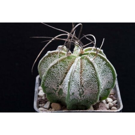 Купить Семена Astrophytum capricorne v. major x