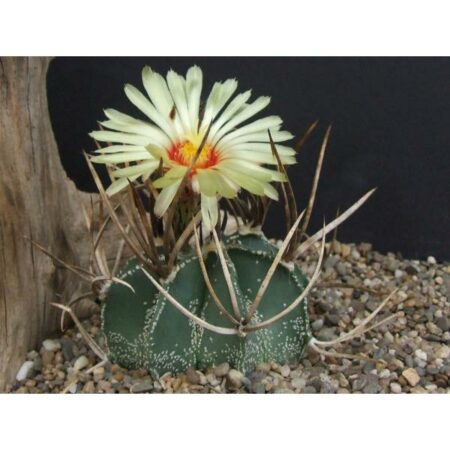 Купить Семена Astrophytum crassispinum MZ 571