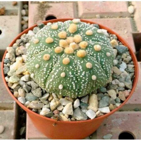 Купить Семена Astrophytum crassispinum x Astrophytum asterias