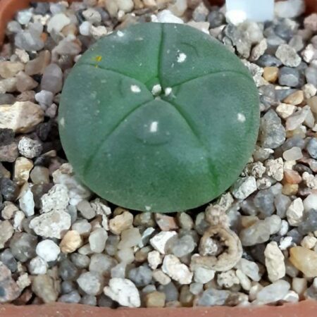 Купить Семена Lophophora williamsii var. refugio