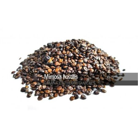 Купить Семена Mimosa Hostilis (Jurema Preta) 10 Seeds