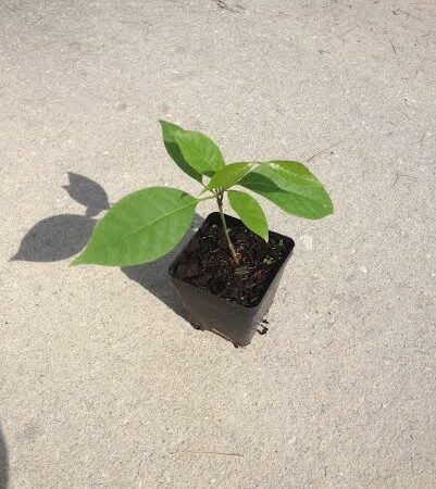 Купить черенок Banisteriopsis Caapi (Yage’) “Tunkunaca Strain”