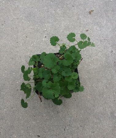 Купить черенок Centella Asiatica (Gotu Kola)